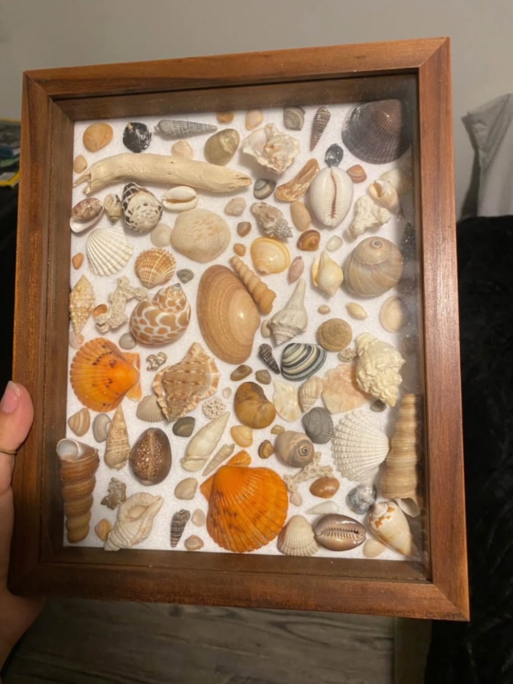 Handmade medium sized Framed Seashell Shadow Box - Natural & Orange Accents